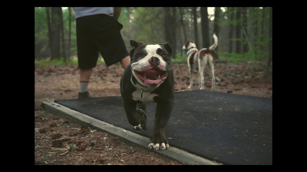 The Dog Pound Dog Pound Discs